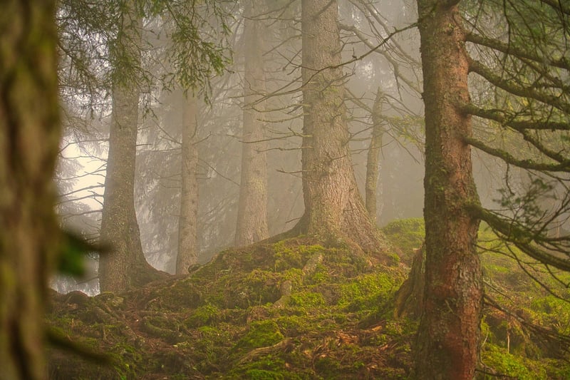 Crooked Forest, Poland